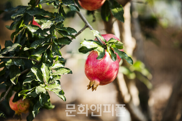 [신종찬의 나무들과 손잡고 인문학] 석류石榴 한 알 먹었다고 저승에 머물러야 한다니