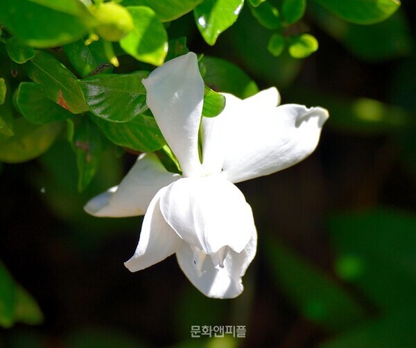 [신종찬] 치자나무, 그 간절한 꽃향기